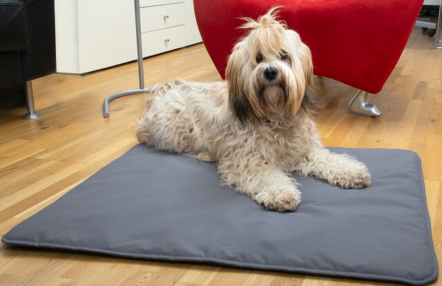 anti allergische Hundedecke